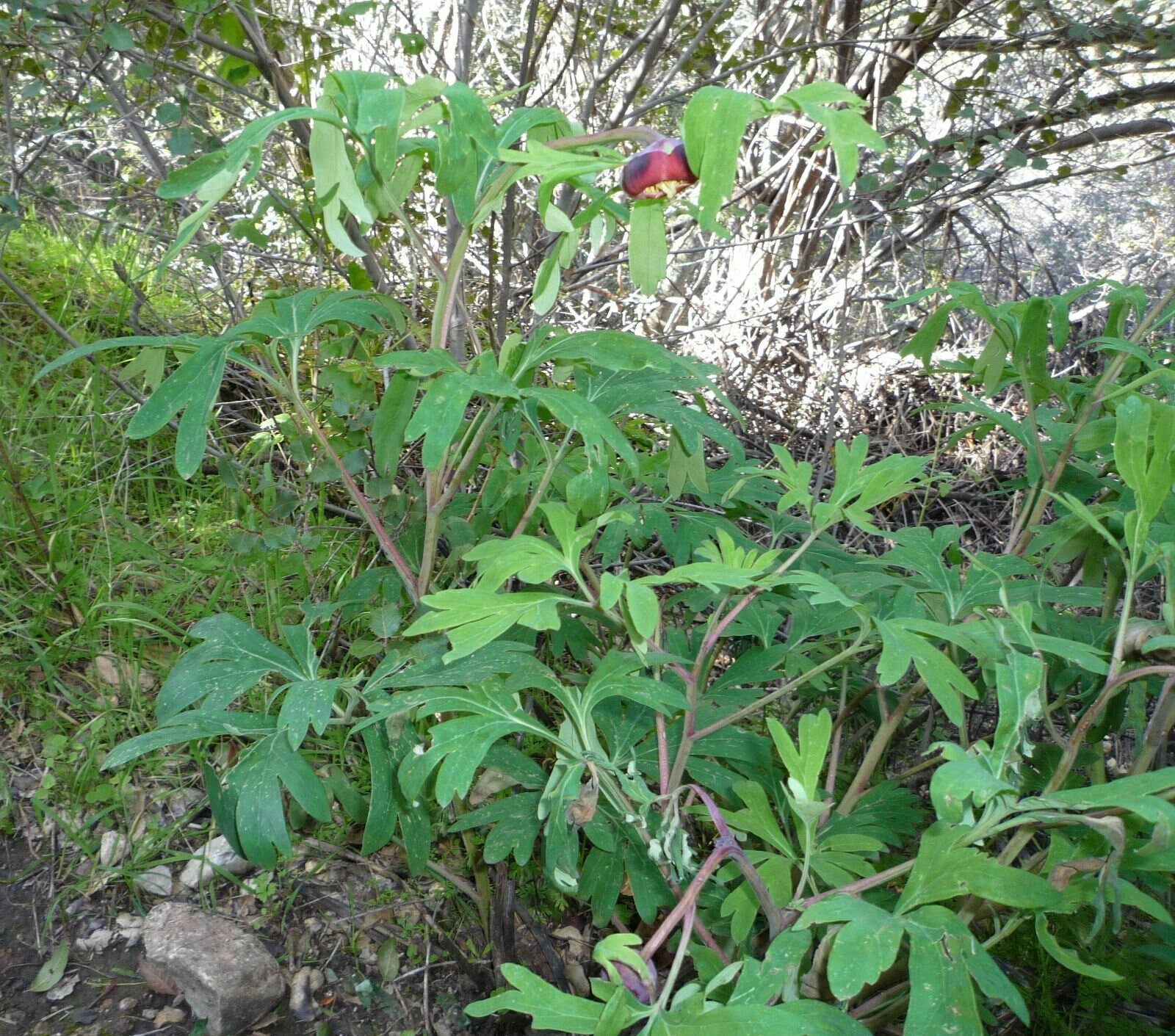 High Resolution Paeonia californica Plant